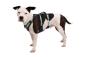 Preview: Ruffwear Flagline Harness Basalt Gray Gr. M Preview: Ruffwear Flagline Harness Basalt Gray Gr. M